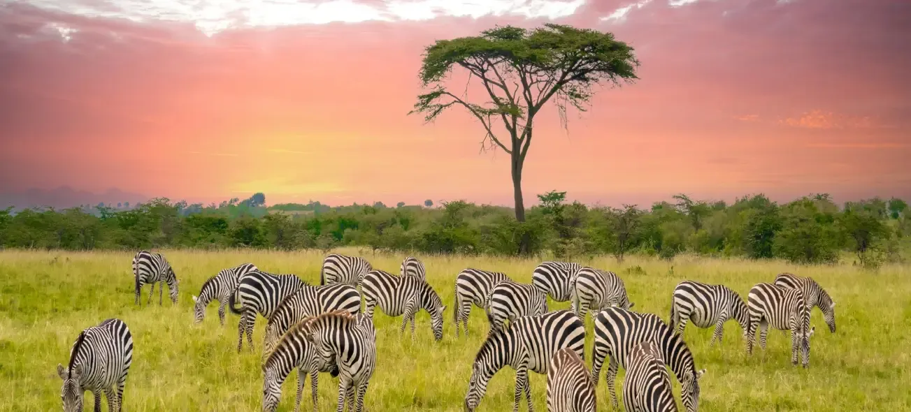 Kenya Visa From United States